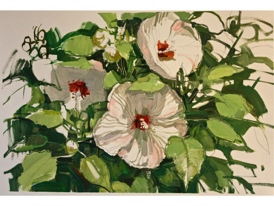 Francis Sills, Hibiscus Blooming, 2014, oil and graphite on Arches paper, 15 x 22 inches, 20 x 27 inches (framed)
