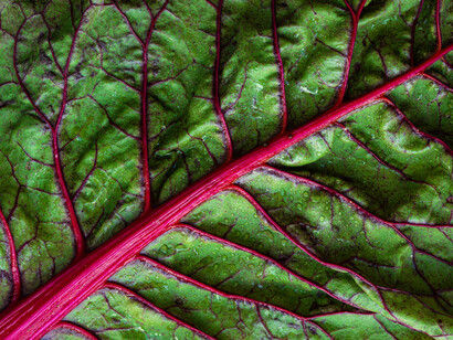 When you buy your greens from local growers, they have usually been harvested that same day