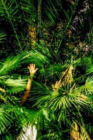 Valeria Mecozzi, Urbanaphilia, fotografia, cm 30x20, 2019