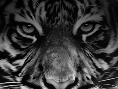 Robert Longo, Tiger, 2011
