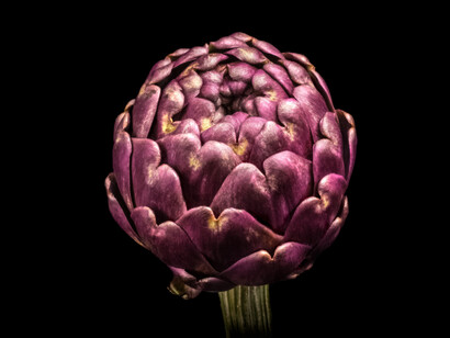 Il carciofo sostiene la funzionalità epatica favorendo la disintossicazione degli epatociti e le secrezioni biliari