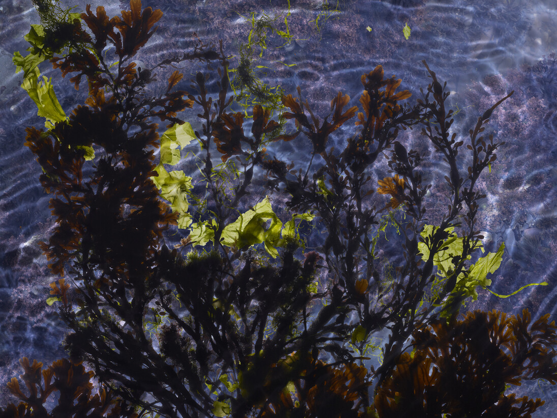 Susan Derges, Tide Pool 18, Unique C type print,  48 x 76 cm, 14 x 22 inches