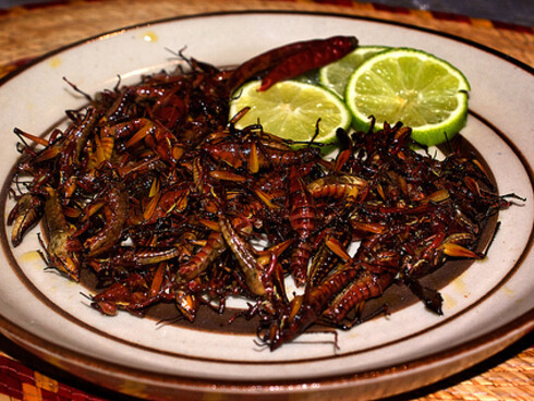 Chapulines hervidos y tostados