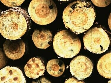 Madeira extraída da floresta. A trajetória do Brasil é profundamente preocupante. De acordo com o Ministério do Comércio do país, as exportações de petróleo subiram para US$44,8 bilhões este ano, superando a soja como a principal exportação do país