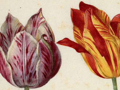 Maria Sibylla Merian. Courtesy of Kupferstichkabinett