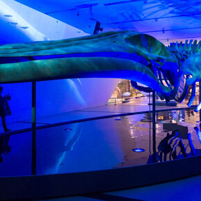 The Blue Whale Story. Courtesy of ROM 