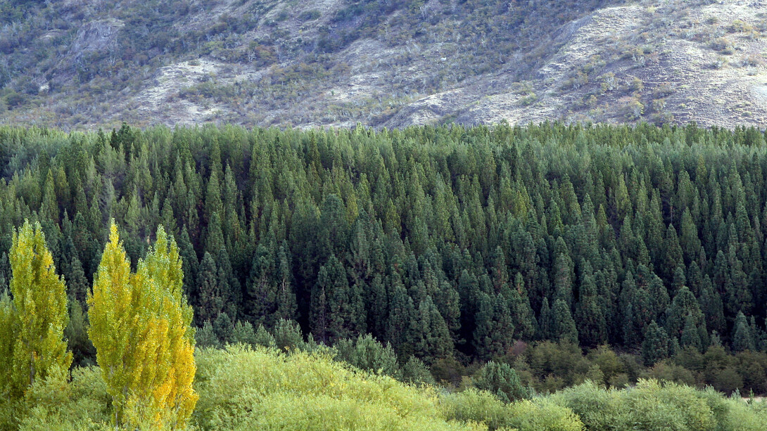 Plantaciones de monocultivo de pino en Chile
