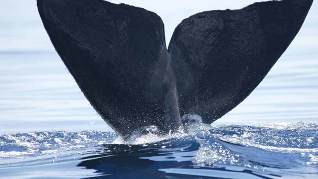 Sperm Whale © Gehan de Silva Wijeyeratne