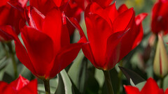 Tulipa eichleri Clare Benedict