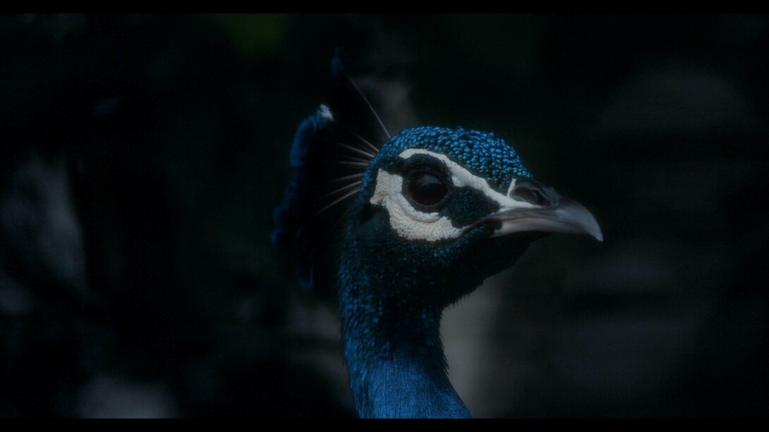 Amar Kanwar, The Peacock's Graveyard, 2023. (Video still) Digital video installation, 7 screens, dimensions variable, 28 mins, 16 sec. Courtesy of the artist and Marian Goodman Gallery
