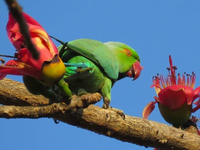 Roseringed parakeet & silkcotton flower, Panchagani © Ashish Kothari