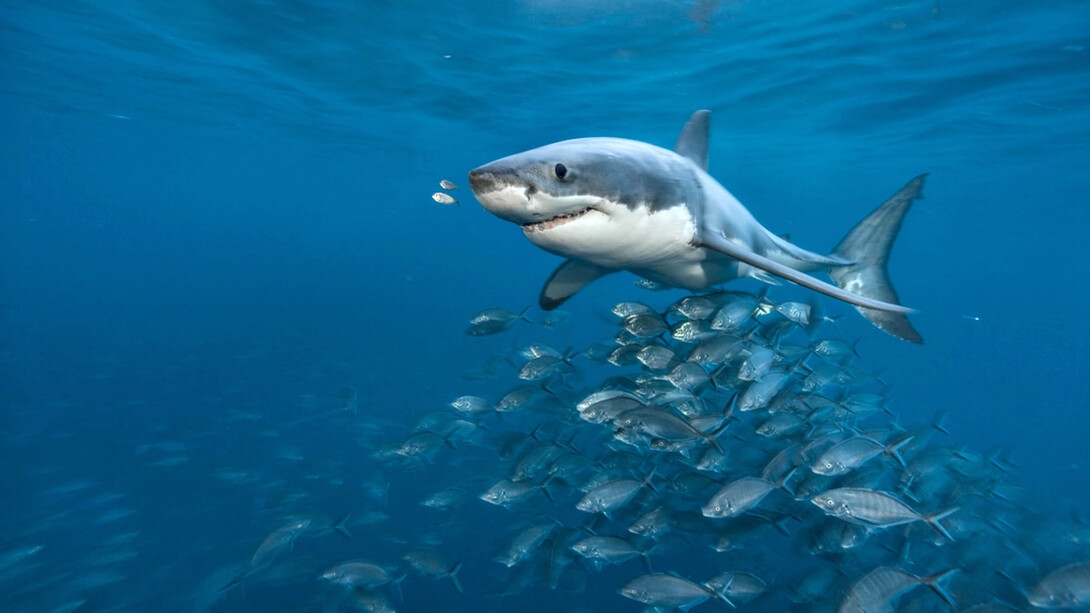 Solo había una droga con la cual se atiborraba: la adrenalina