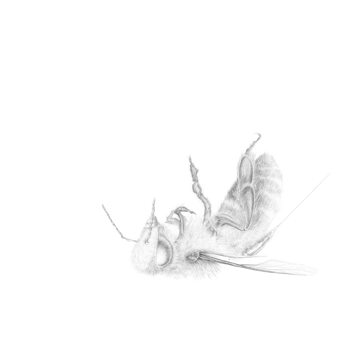 Joseph Smolinski, Honey Bee, 2014, silverpoint on prepared paper, 12 3/4 x 15 3/4 in. (32.4 x 40 cm)
