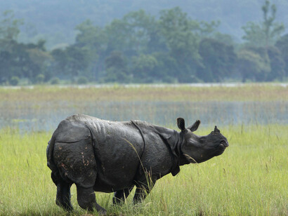 Endangered animals