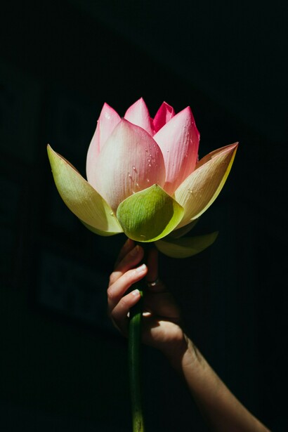 A human hand holding a lotus flower: a symbol of meditation