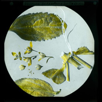 The Lore of the Land. Courtesy of Horniman Museum and Gardens