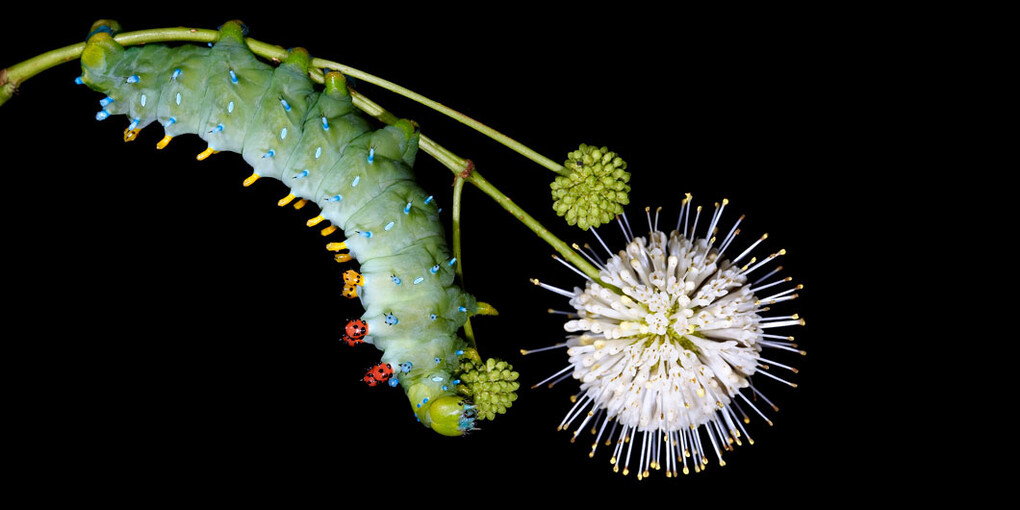 New England Caterpillars. Courtesy of Museum of Science