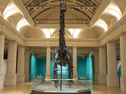 Dippy on Tour. Courtesy of Birmingham Museum and Art Gallery
