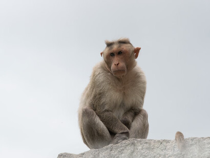 Il cibo sembra essere una variabile fondamentale anche per l’attività sessuale e  per la riproduzione