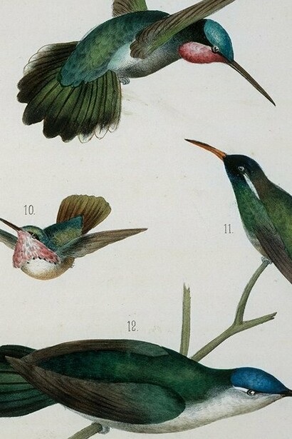 "Ensayo ornitológico de la familia Trochilidae", José María Velasco, 1885