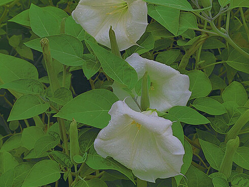 Floripondio datura, a nightshade, can be used to calm mental illness