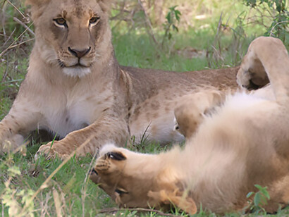 Lionesses I, Nairobi National Park (c) Gehan de Silva Wijeyeratne