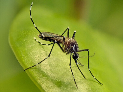 «Aedes aegypti», según la OMS, se estima que esta especie de mosquito causa 50 millones de infecciones y 25 000 muertes por año