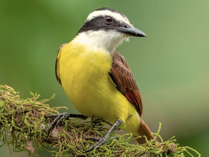 Benteveo, también conocido como ajisero, pitogüé y cristofué