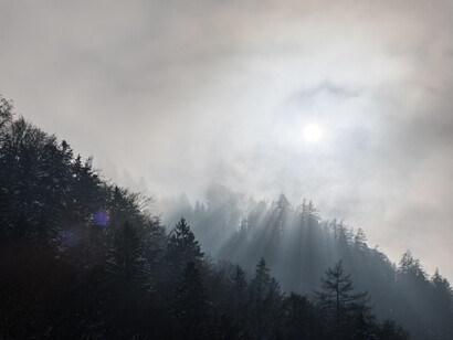 Misty forest, ph. Michael Stillwater 