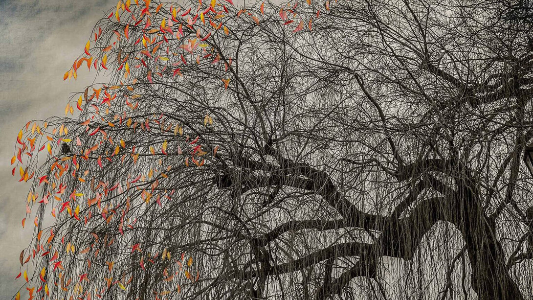 Shamani Surendran, The last bird song #9 (detail), 2025. Courtesy of Albumen Gallery