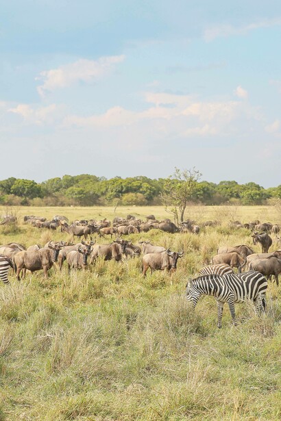 Wildebeest and Zebras in search of food