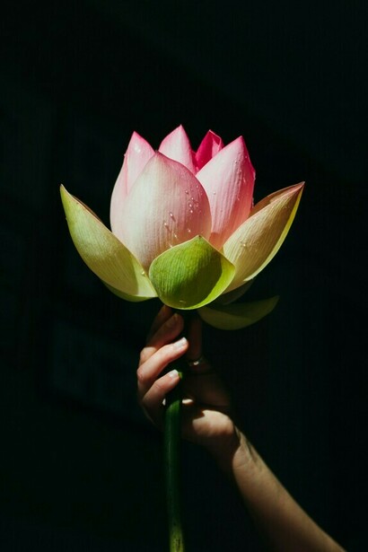 Una mano que sostiene una flor de loto, un símbolo de la meditación