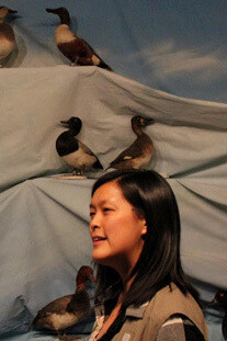 Birds of New Brunswick. Courtesy of New Brunswick Museum