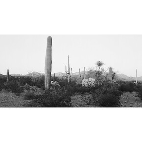 Copyright Lois Conner, Courtesy Gitterman Gallery.