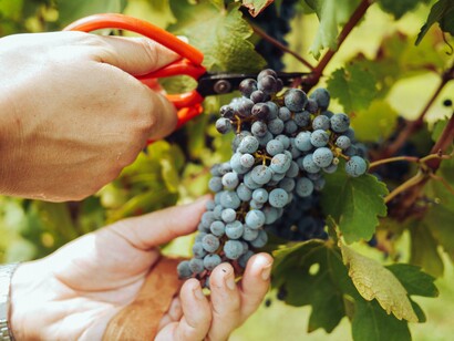 Close-up of hands holding freshly harvested grapes