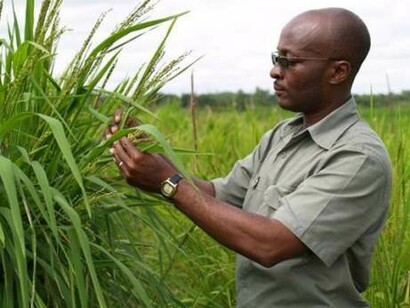 Ricerca su Oryza Glaberrima in Africa