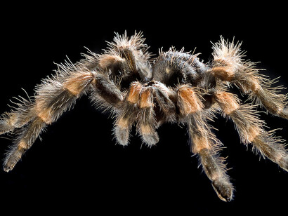 Spiders and Myriapods. Courtesy of Museum für Naturkunde