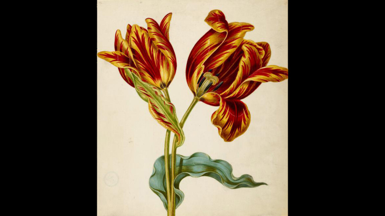 Maria Sibylla Merian. Courtesy of Museum Städel