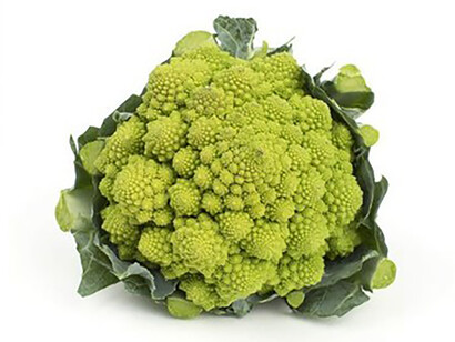 La Brassica oleracea è comprensiva di oltre 300 generi e quasi 4.000 specie, preziosi sostegni della biodiversità vegetale ed alimentare