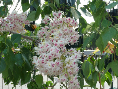 Un fascino eterno - Foto di Simonetta Sandri