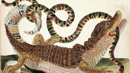Maria Sibylla Merian. Un coccodrillo che divora un serpente