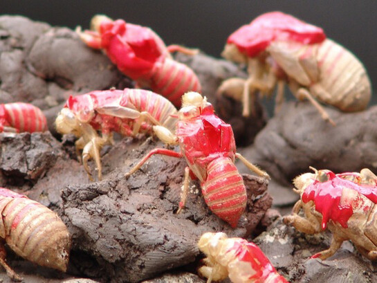 Sumer Erek, The Sound of Cicadas on five finger mountains, 2015, installation mixed media, 74 x 107 x 75 cm