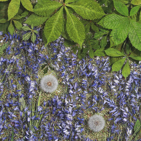 Sasha Sykes, Hope (bluebells and seeds). Courtesy of Voltz Clarke Gallery