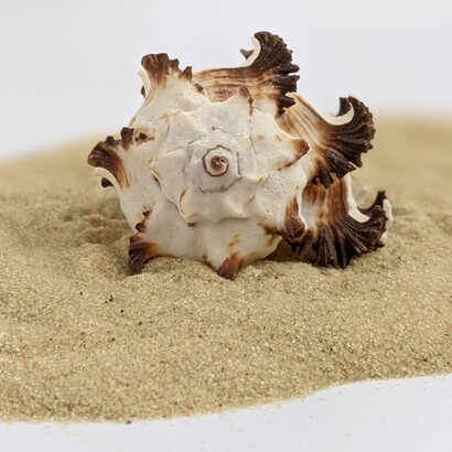 Ogni pezzetto che compone l’arenile, sabbia compresa, deve essere lasciato lì dove si trova