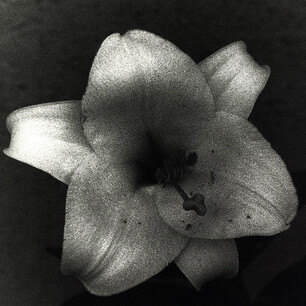 Fiore Series, Sole di Sicilia, Milano 1993 @ Giovanni Battista Maria Falcone – Bagheria, Italy