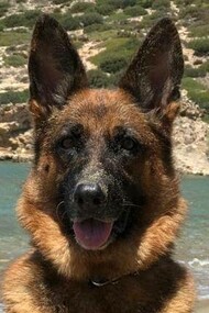 Moly, my dog, at the beach