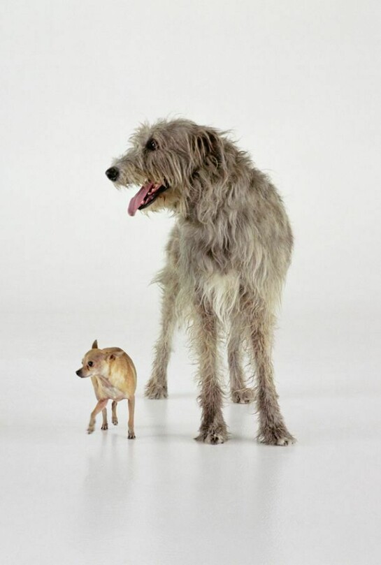 Martin Creed, Work No. 1095, 2011, Courtesy and © the artist