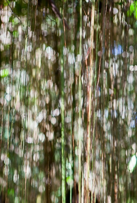 Jungle Road 13-01-82, 2013, Archival pigment print, printed 2014, 33 x 22 inches, edition of 10 © Laurie Lambrecht.