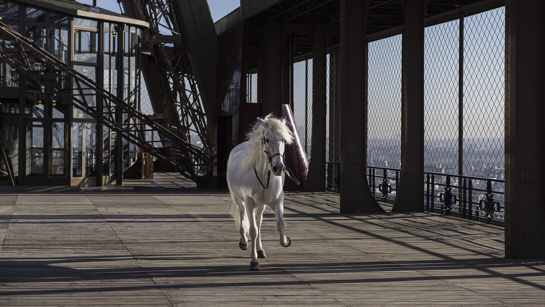 Paola Pivi, “Yee-Haw (horse)”, 2015, Digital Print mounted on dibond and diasec. Photography by Hugo
Glendinning, 180 x 270 cm / 70 3/4 x 106 1/4 in, Courtesy Galerie Perrotin