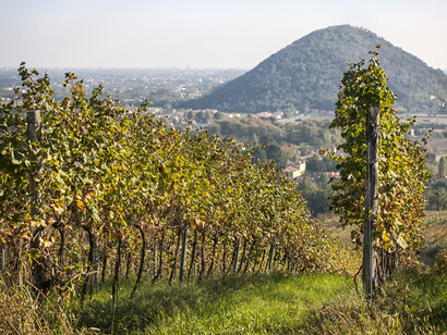 Abano terme, vigneto